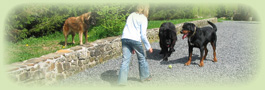 Honden Workshops